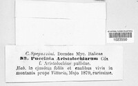 Puccinia aristolochiarum image